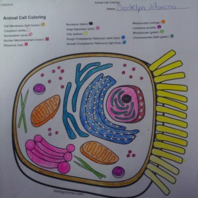 Biology Corner Animal Cell Coloring Answers