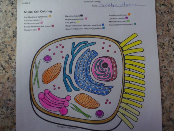 Biology Corner Animal Cell Coloring Answers