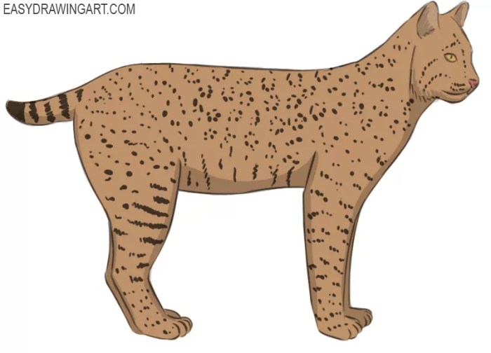 How to easy bobcat drawing