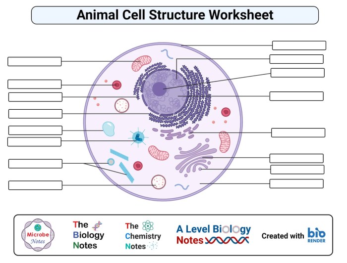 Biology corner animal cell coloring answer key