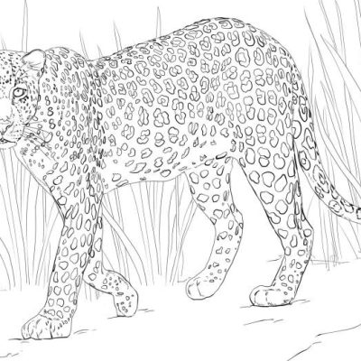 Africa Animal Coloring Page Printable Free