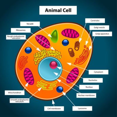 Animal Cell Coloring Page Elementary