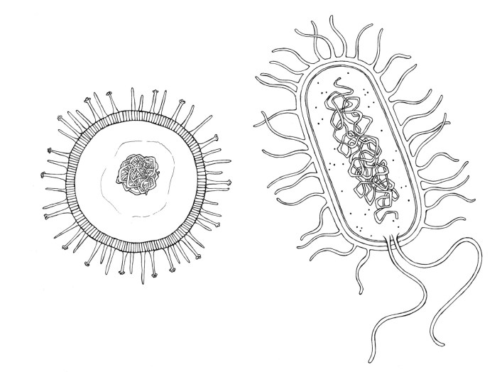 Bacteria on fire drawing easy