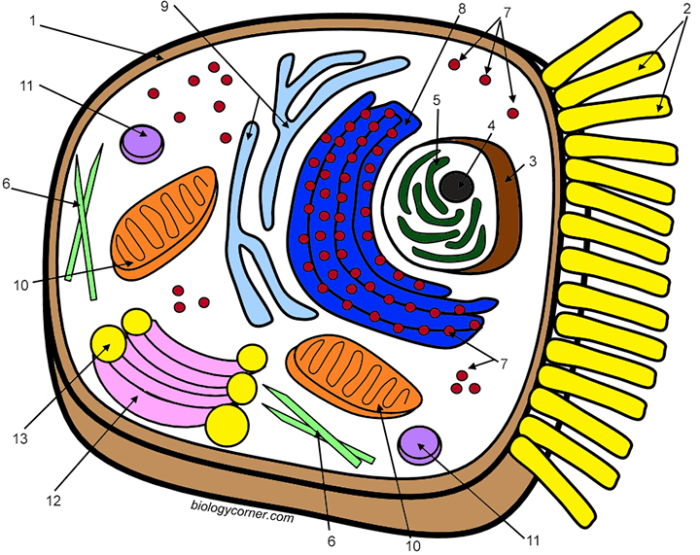 Biology corner animal cell coloring answer key