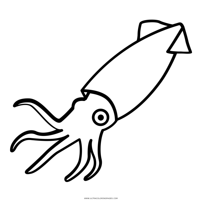 Drawing of a Squid Easy A Beginners Guide