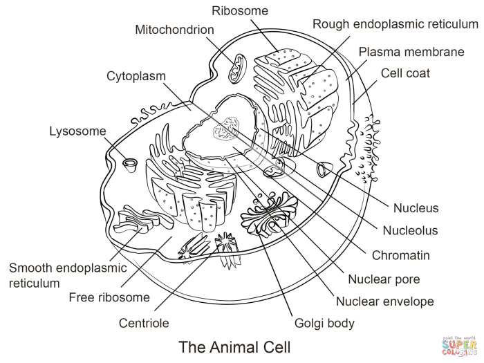 Animal and Plant Cell Coloring Worksheet Answers